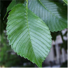 American Elm (2 gallon)