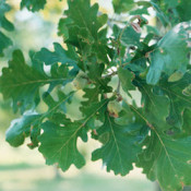 Deciduous (76)