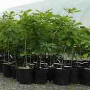 Potted Stock (43)