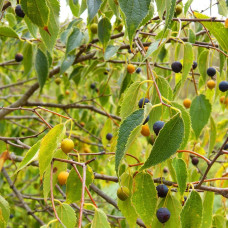 Hackberry 2+0/P+0.5