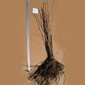 Oversized Bareroot (1)