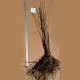 Oversized Bareroot