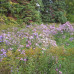 Aster, New England (1 Gallon)