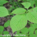 Alternate Leaf Dogwood (2+0)