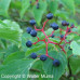 Alternate Leaf Dogwood (2+0)
