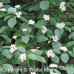 Alternate Leaf Dogwood (2+0)