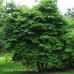 Alternate Leaf Dogwood (2+0)