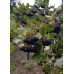 Black Chokeberry (1 gallon)