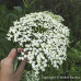 Black Elderberry (1+0)