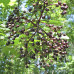 Black Elderberry (1+0)