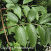 Black Elderberry (1+0)