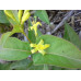 Bush Honeysuckle (1 gallon)