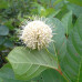 Buttonbush (P+1.5)