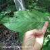 Buttonbush (P+1.5)