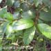 Buttonbush (P+1.5)