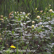Buttonbush (G+1.5)