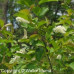 Chokecherry (2 gallon)