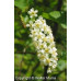 Chokecherry (2 gallon)