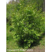 Chokecherry (2 gallon)