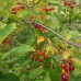 Chokecherry (2 gallon)