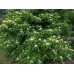 Silky Dogwood (G+0.5)
