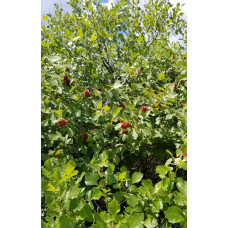 Fragrant Sumac (1+0)