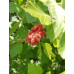 Fragrant Sumac (2+0)