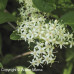 Gray Dogwood (2+0)