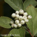 Gray Dogwood (2+0)