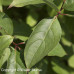 Gray Dogwood (2+0)