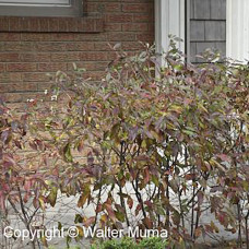 Gray Dogwood (2+0)