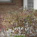 Gray Dogwood (2+0)