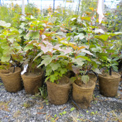 Potted Stock (49)