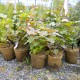 Potted Stock