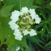 Highbush Cranberry (3+0)