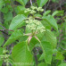 Nannyberry (3+0)