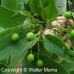Nannyberry (3+0)