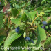 Nannyberry (3+0)
