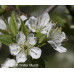 Canada Plum (1 gallon)