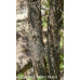 Canada Plum (1 gallon)