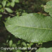 Pussy Willow 1/1