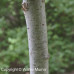 Pussy Willow 1/1