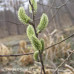Pussy Willow 1/1