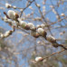 Pussy Willow 1/1