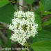 Red Osier Dogwood (2+0)
