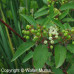 Red Osier Dogwood (2+0)