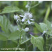 Black-cap Raspberry (1 gallon)