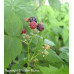 Black-cap Raspberry (1 gallon)