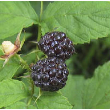 Black-cap Raspberry (1 gallon)