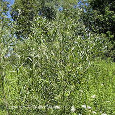 Sandbar Willow (1/1)
